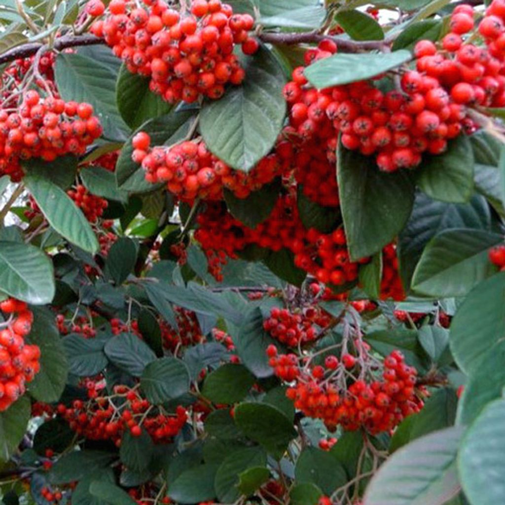 Teppichmispel - Cotoneaster lacteus | 60-80 cm en conteneur Image du produit 