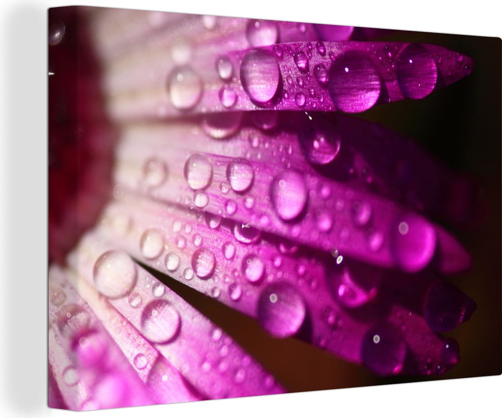 OneMillionCanvasses - Leinwandbilder - 150x100 cm, Früher Tau auf Blütenblättern einer Blume, Wandbilder Kunstdruck Wanddekoration