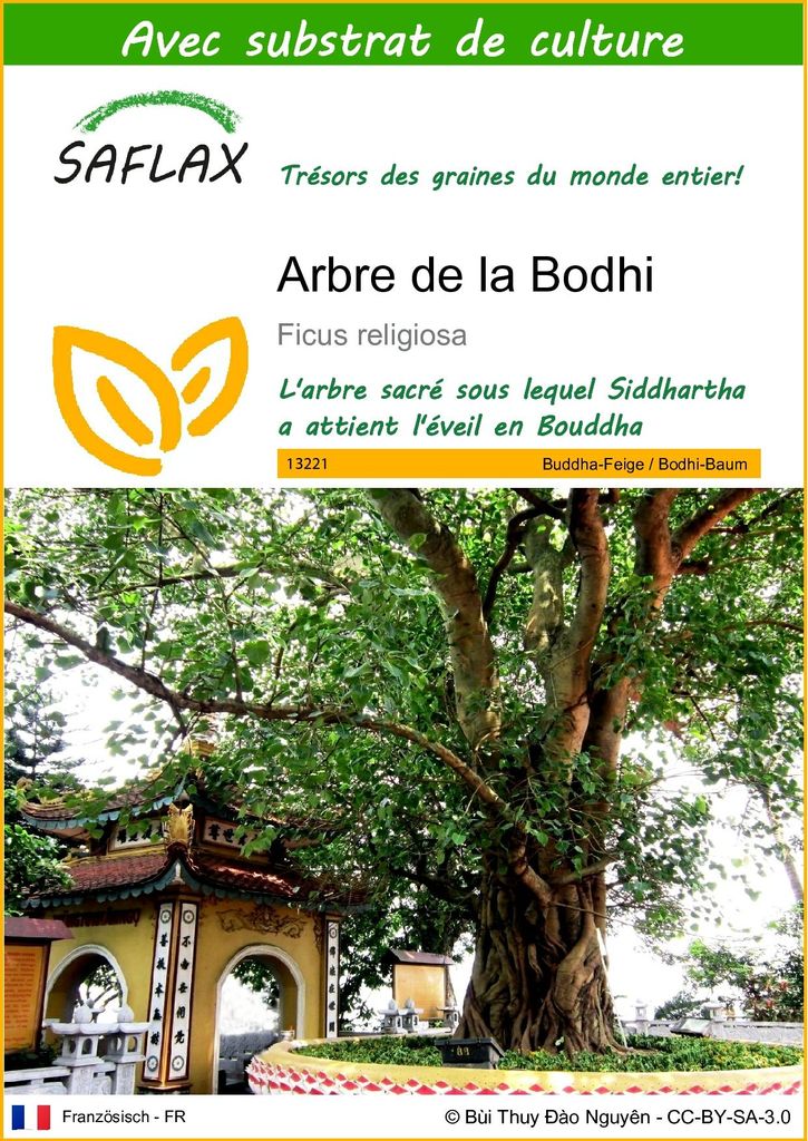 SAFLAX  - Arbre de la Bodhi - 100 graines - Avec substrat - Image du produit 