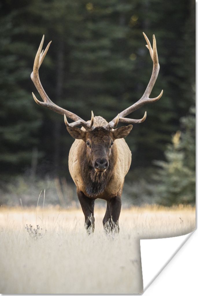 MuchoWow Poster Hirsch - Baum - Geweih 60x90 cm - Wanddekoration