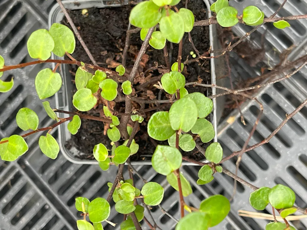 Muehlenbeckia complexa : Feuillage graphique et dense en lot de 6 - 2