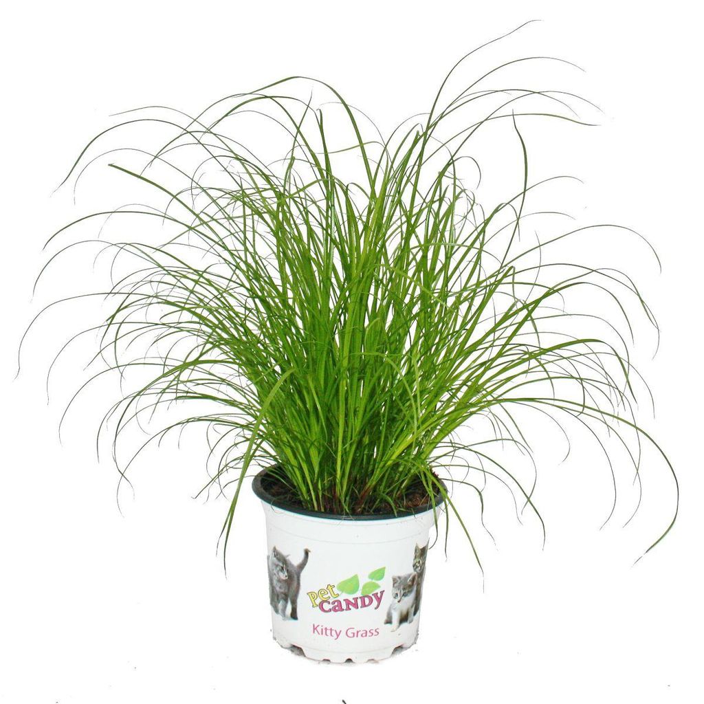 Kočičí tráva - Cyperus alternifolius - pro podporu trávení Obrázek produktu 