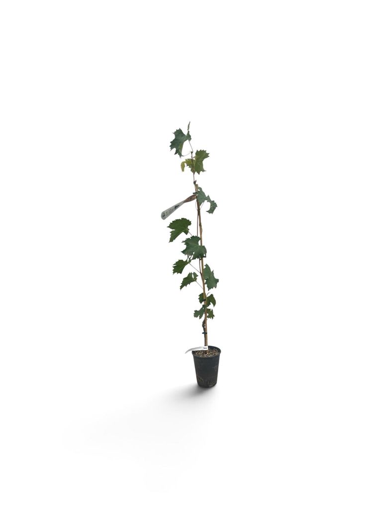 Vitis vinifera 'Muscat Blue' - Uva da tavola 'Muscat Blue' Immagine del prodotto 