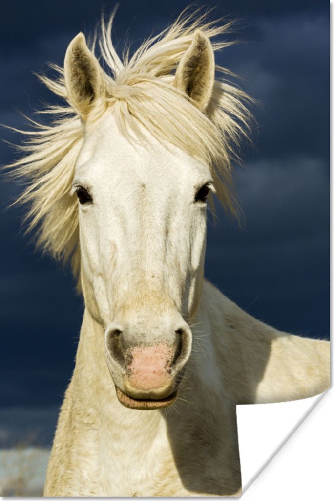 MuchoWow Poster Pferd in der Camargue 20x30 cm - Papierdruck