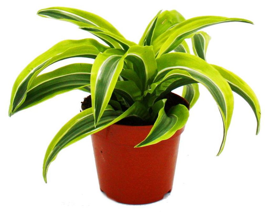Drachenbaum - Dracaena deremensis fragrans Lemon Lime - 12cm Topf - gelb-grüne Blätter