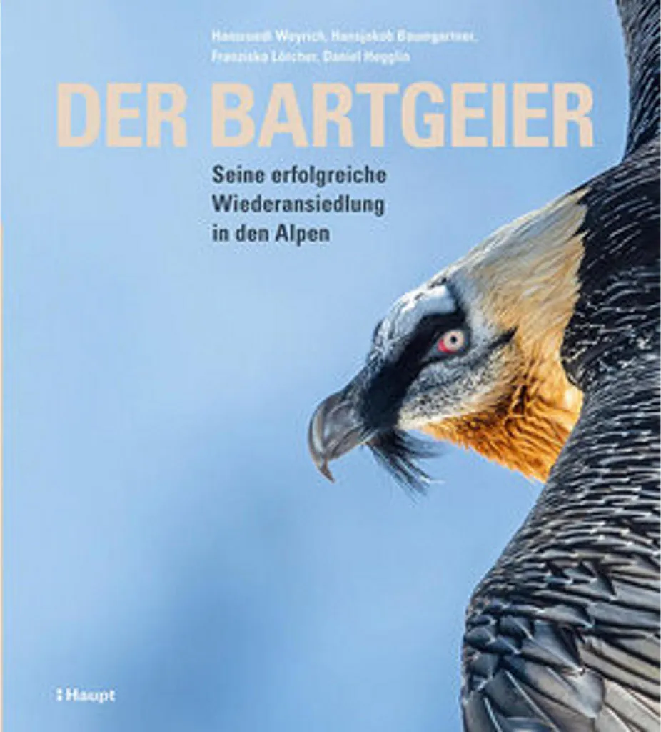 Figurine Der Bartgeier Gypaète Barbu en résine peinte à la main 15cm