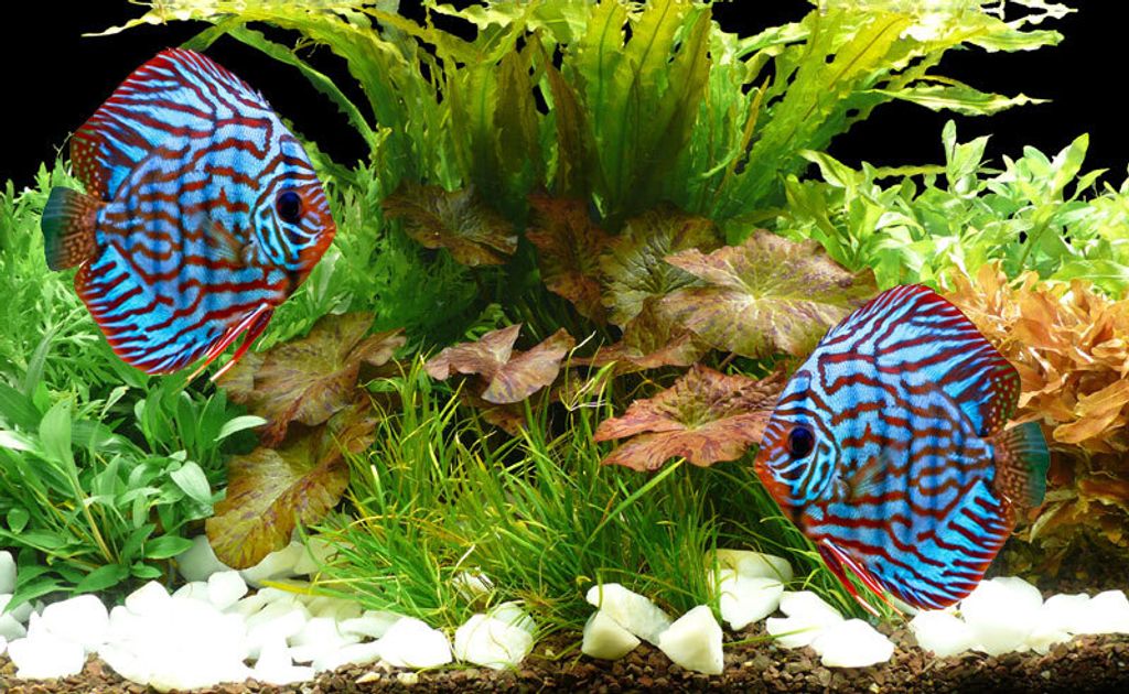 Aquarienpflanzen Bis 130L - Set "Diskus - Lotus" - 28°C