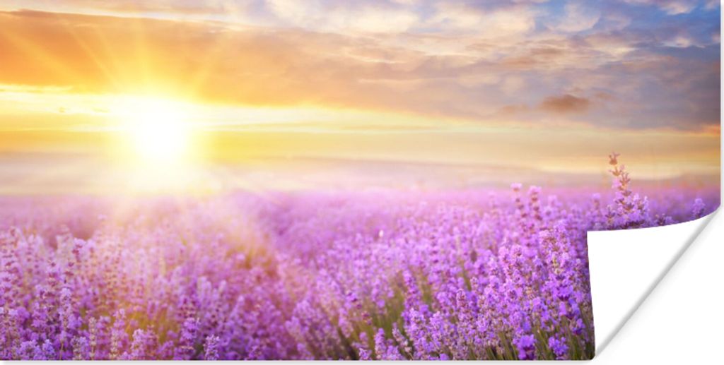 MuchoWow Poster Lavendel - Sonne - Himmel - Natur 40x20 cm - Poster für die Wand - Poster Schlafzimmer