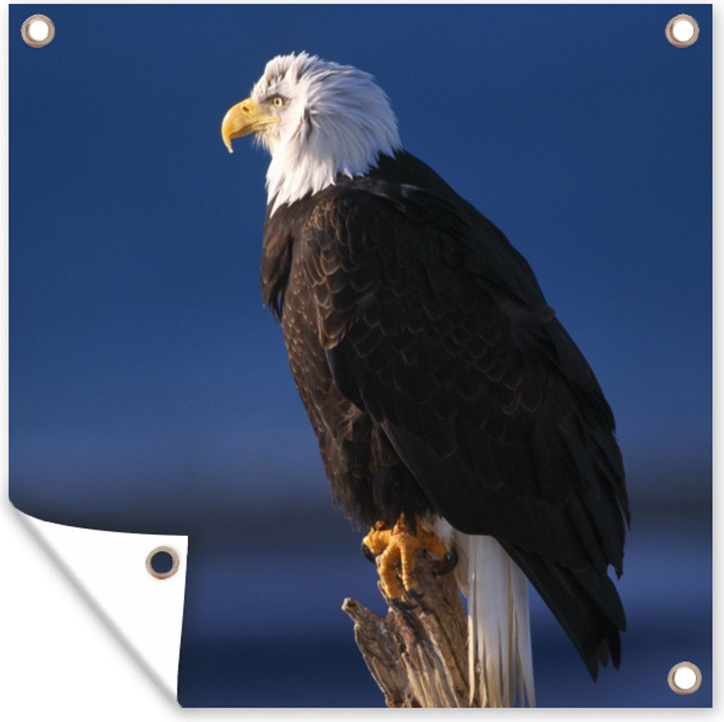 MuchoWow 50x50 cm Outdoor-Poster Gartendeko Sichtschutz Garten Poster für den Garten Adler - Nahaufnahme - Zweig