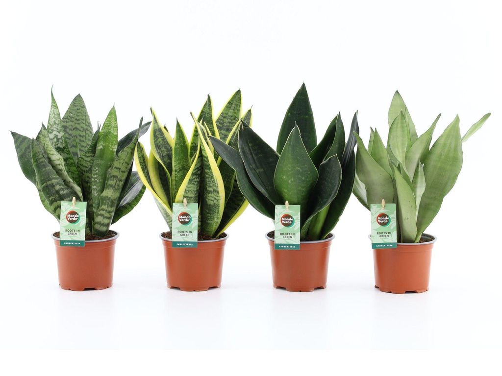 Sansevieria Bogenhanf Pflanzen 4er Set, 12 cm Topf, ca. 35 cm hoch