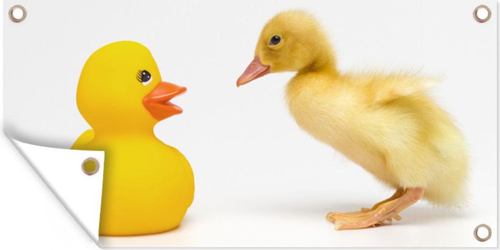 MuchoWow 80x40 cm Outdoor-Poster Gartendeko Sichtschutz Garten Poster für den Garten Baby Ente mit Bad Ente auf weißem Hintergrund