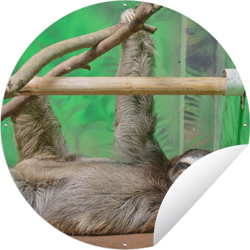 MuchoWow Gartenposter Outdoor-Poster Rund Ein Faultier, das auf einem Tisch im Zoo liegt Ø 120 cm Gartendeko Rundes Poster draußen