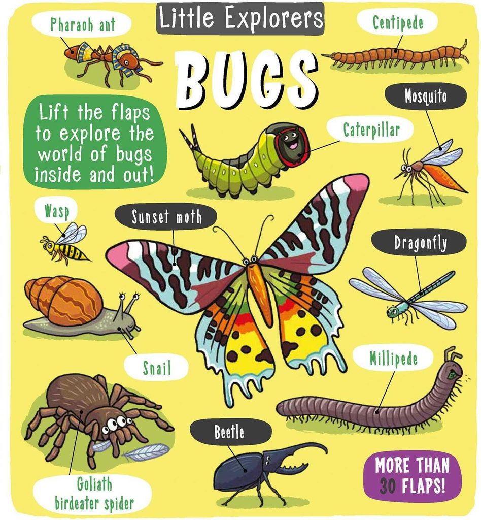 Little Explorers Bugs – Lingua: Inglese