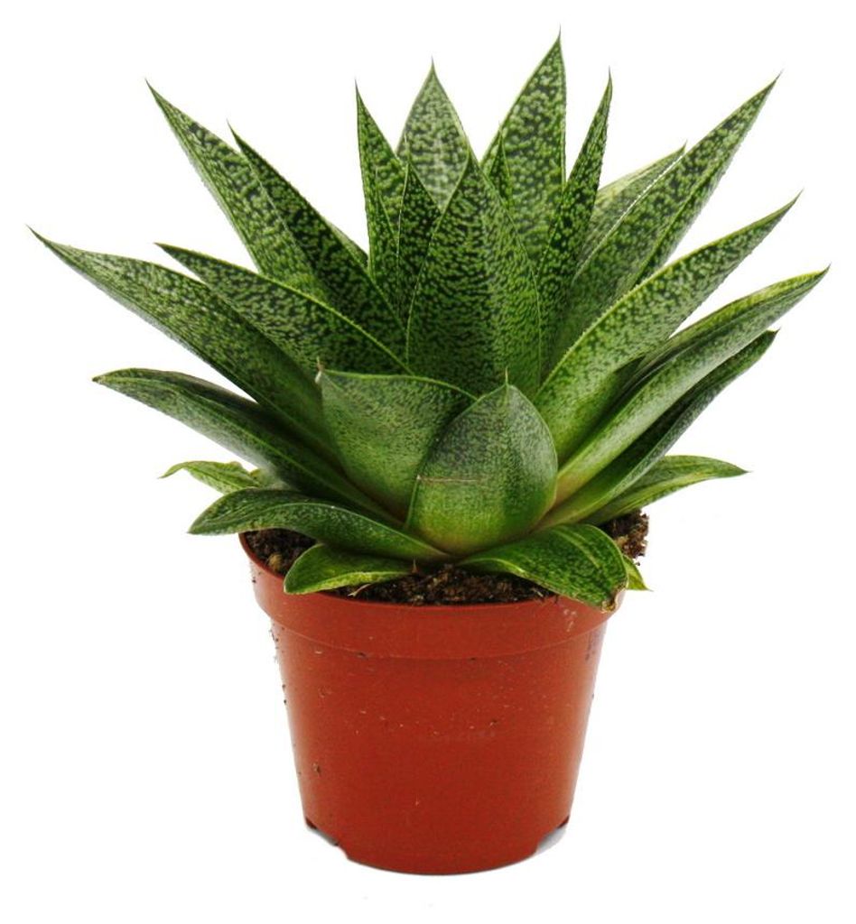 Sukkulente - Gasteria D Tiga - Gasterie - 8,5cm Topf