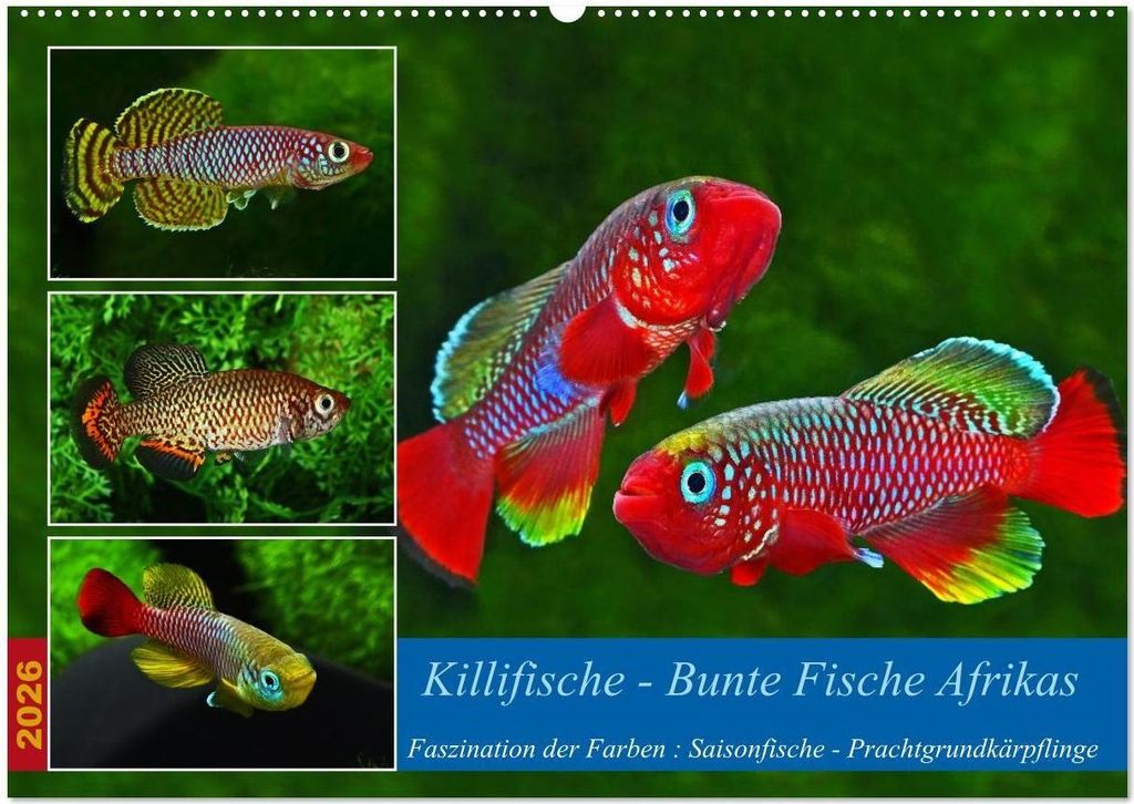 Killifische – Bunte Fische Afrikas (Wandkalender 2026 DIN A2 quer), CALVENDO Monatskalender