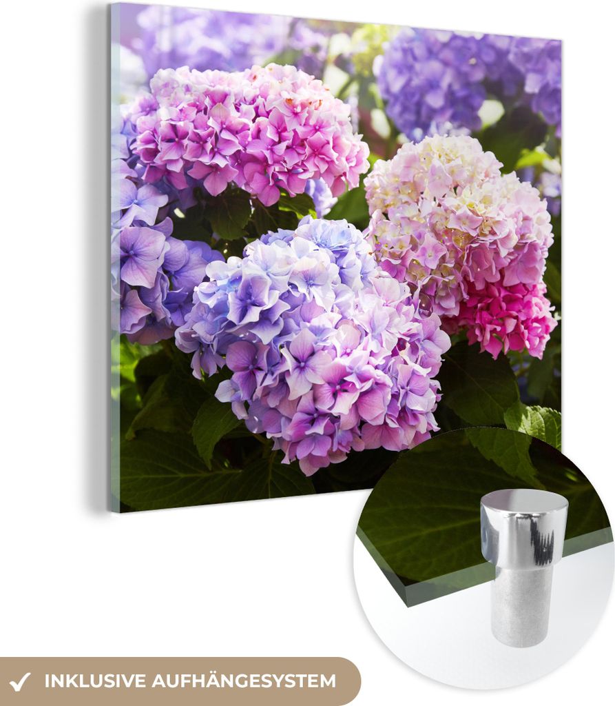 MuchoWow Glasbilder - Bilder auf Wandbild - Foto auf Glas Blumen - Hortensie - Rosa - Blätter - Sonne 50x50 cm Wanddekoration aus Glas - Acrylglas...