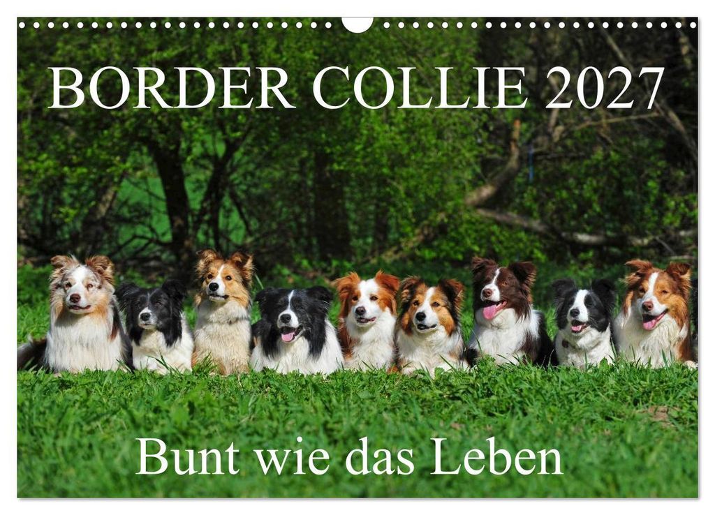 Border Collie 2027 (Wandkalender 2027 DIN A3 quer), CALVENDO Monatskalender