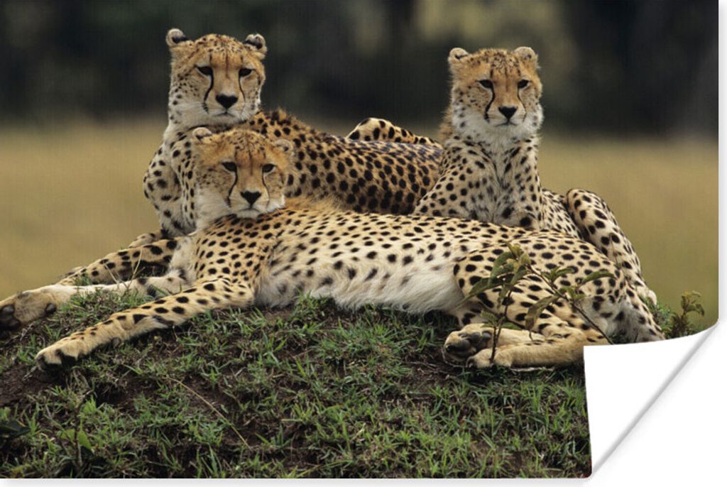 MuchoWow Poster Drei Geparden in der Savanne 60x40 cm - Schlafzimmerdekoration