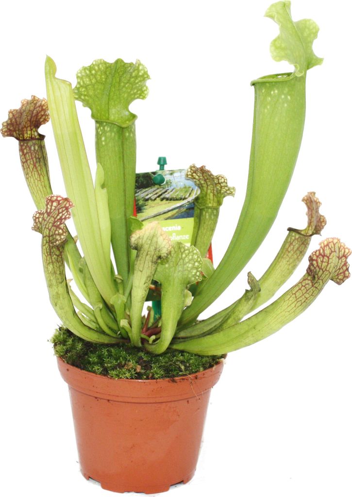 Trubkovitá rostlina - Sarracenia - Odrůda překvapení - 9cm Obrázek produktu 