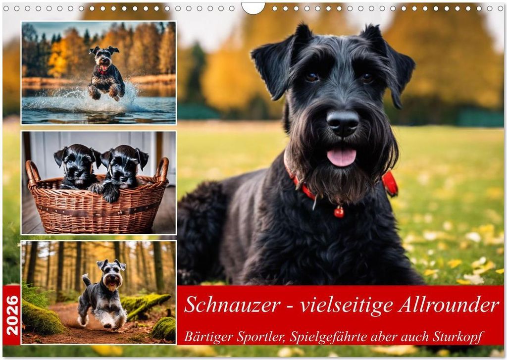 Schnauzer - vielseitige Allrounder (Wandkalender 2026 DIN A3 quer), CALVENDO Monatskalender