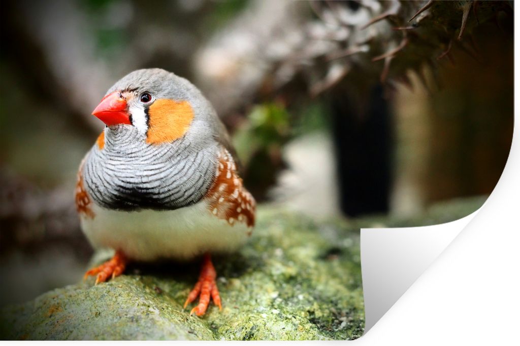 MuchoWow - Wierderverwendbar - Selbstklebend