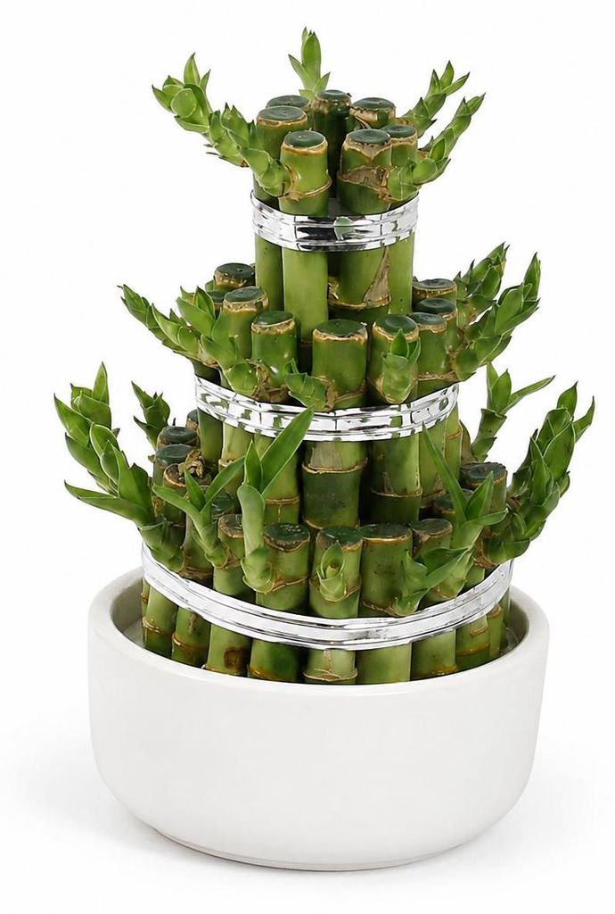 Lucky Bamboo - modernes Arrangement in runder Schale - 3 Produktbild 