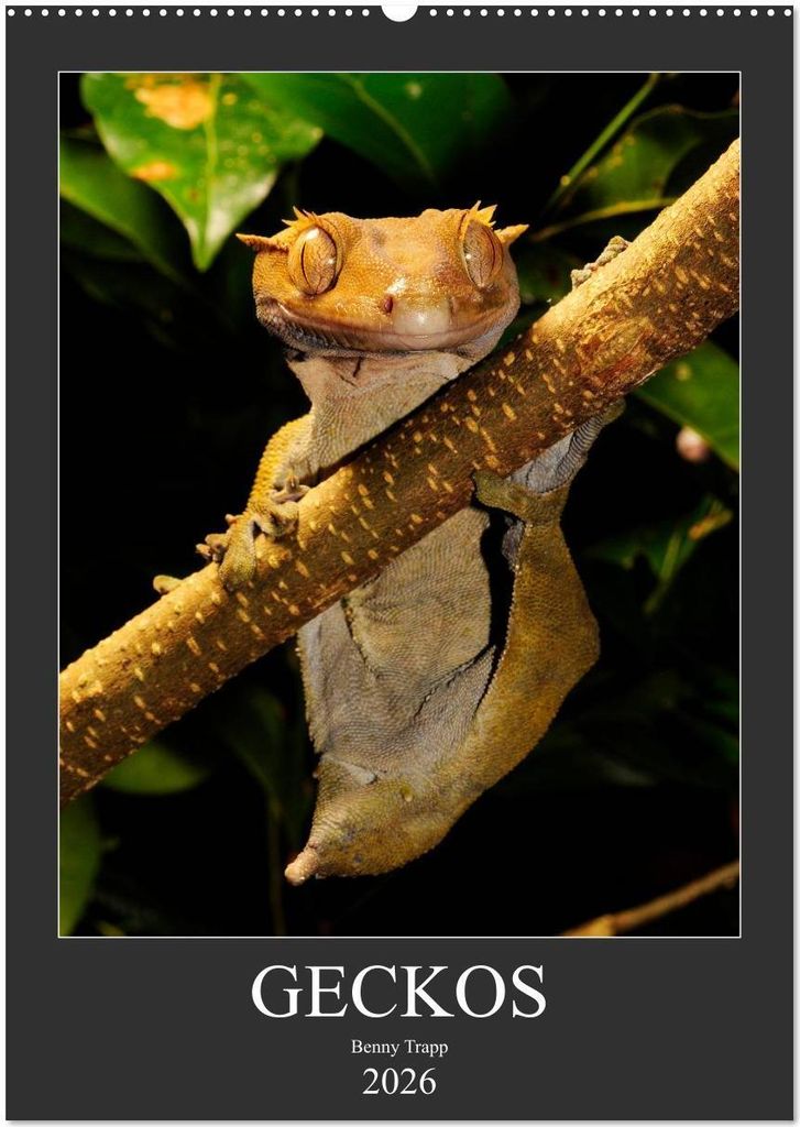 GECKOS (Wandkalender 2026 DIN A2 hoch), CALVENDO Monatskalender