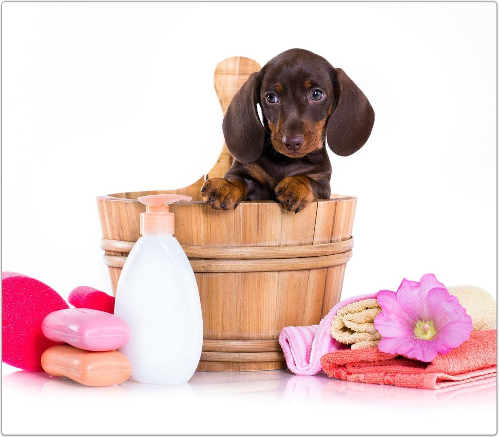 Spritzschutz Herdabdeckplatte Schneidebrett aus Glas Hund in Badeeimer 1-Teilig (60x52cm)