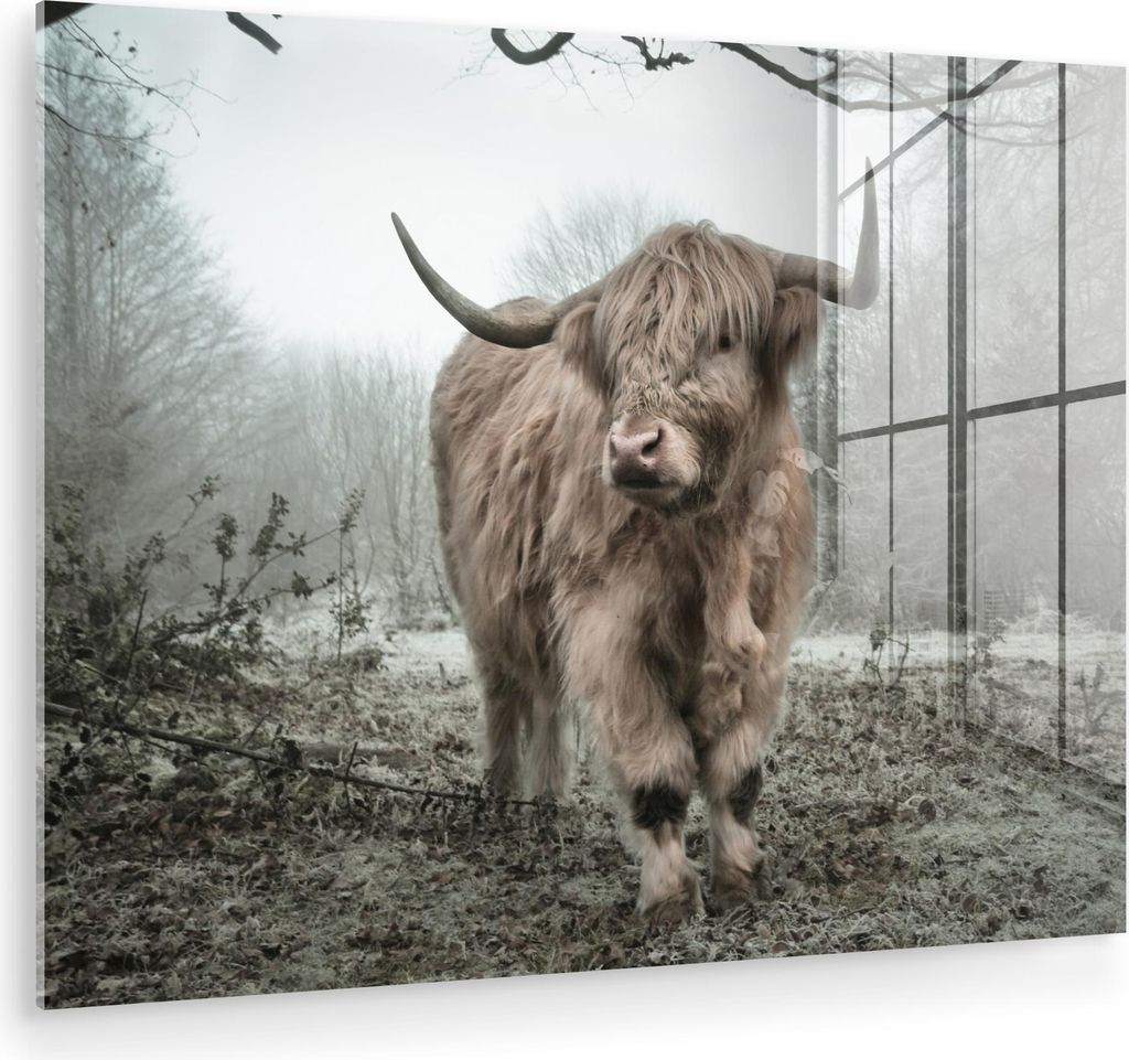 MuchoWow Glasbilder - Bilder auf Wandbild - Foto auf Glas Schottische Hochlandrind - Natur - Herbst - Tiere - Wildtiere - Wald 40x30 cm Wanddekorat...