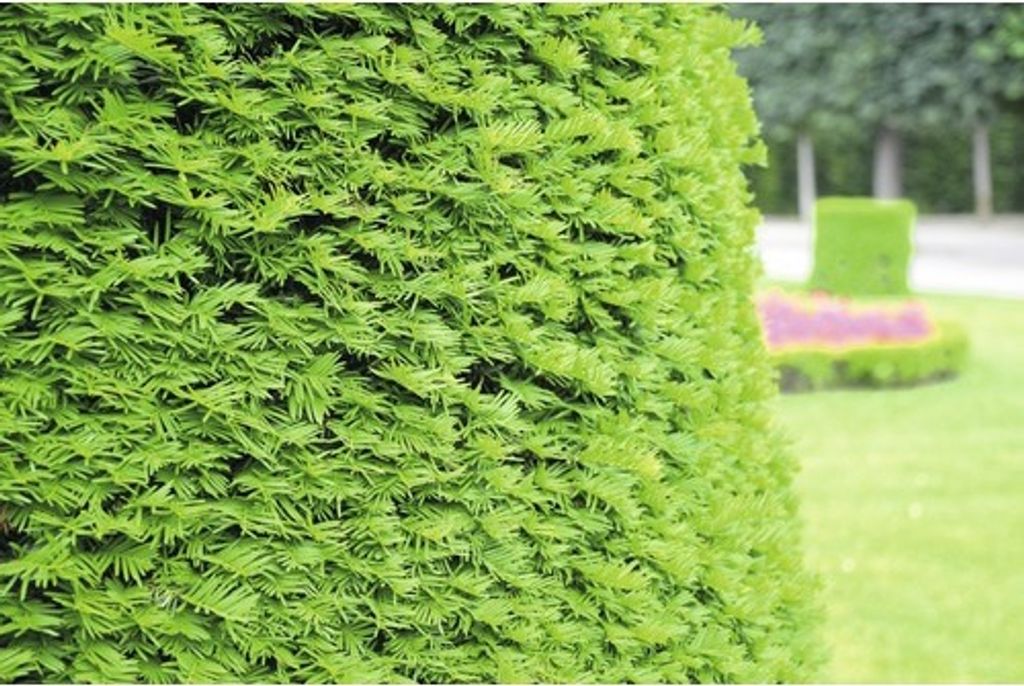 Tis Oby ajn FloraSelf Taxus Baccata V ka Kaufland sk tis-oby-ajn-floraself-taxus-baccata-v-ka-kaufland-sk