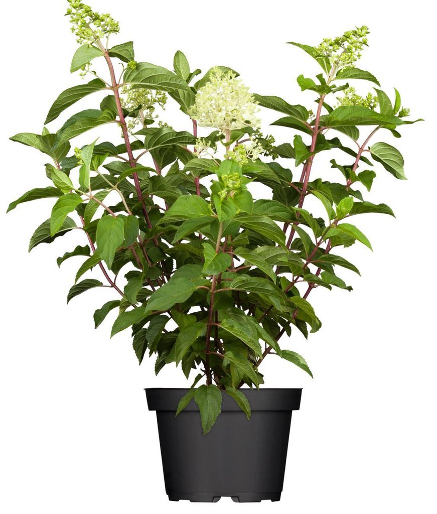 Hydrangea paniculata 'Limelight', Rispenhortensie, grünlich-weiß, 60–100 cm