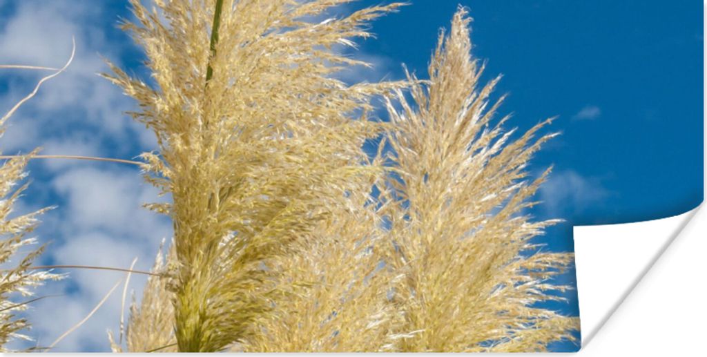 MuchoWow Poster Pflanzen - Pampasgras - Luft 80x40 cm - Wanddeko