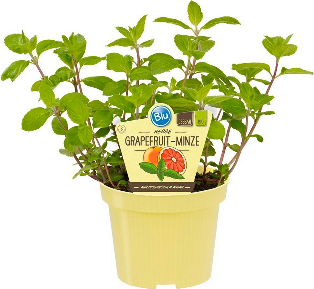 Menthe pamplemousse- Mentha suaveolens x piperita - Plante Image du produit 