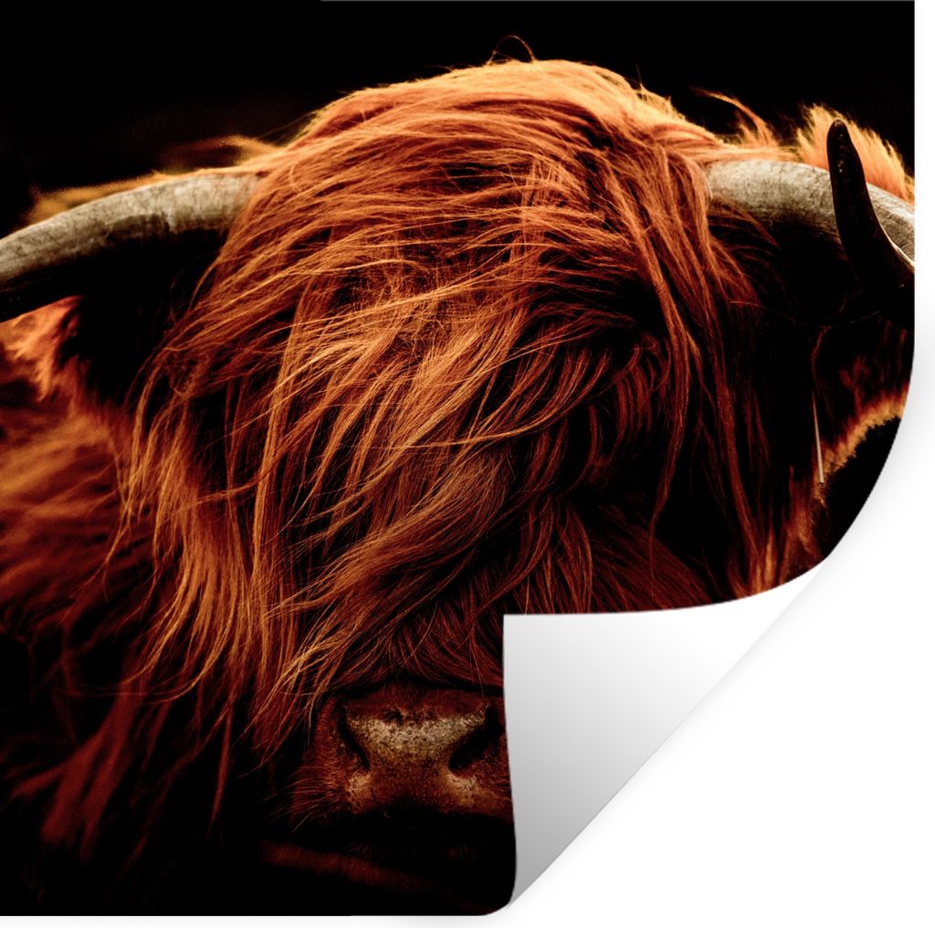 MuchoWow Wandtattoo Wandsticker Wandaufkleber Schottischer Highlander - Kuh - Hörner - Porträt - Tiere 30x30 cm Selbstklebend und Repositionier...