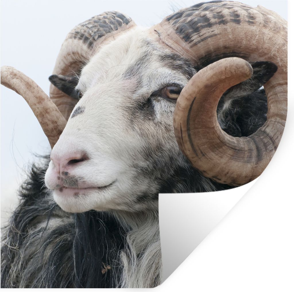 MuchoWow Wandtattoo Wandsticker Wandaufkleber Schafe - Horn - Tiere 50x50 cm Selbstklebend und Repositionierbar - Selbstklebend - Fototapeten