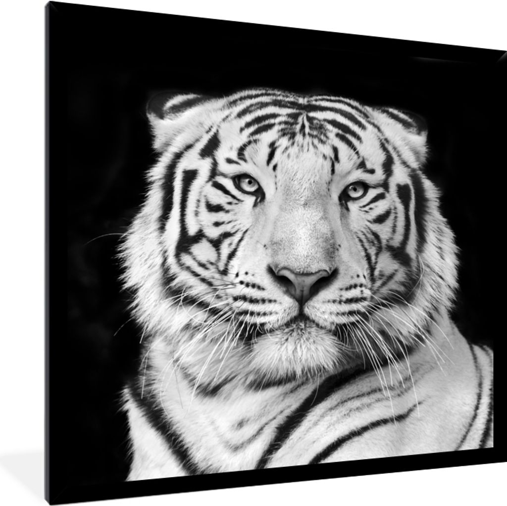 MuchoWow Gerahmtes Poster Tiger - Schwarz - Weiß - Porträt - Tiere 40x40 cm - Poster mit Schwarzem Bilderrahmen Wandposter Rahmen Foto Bilder -...