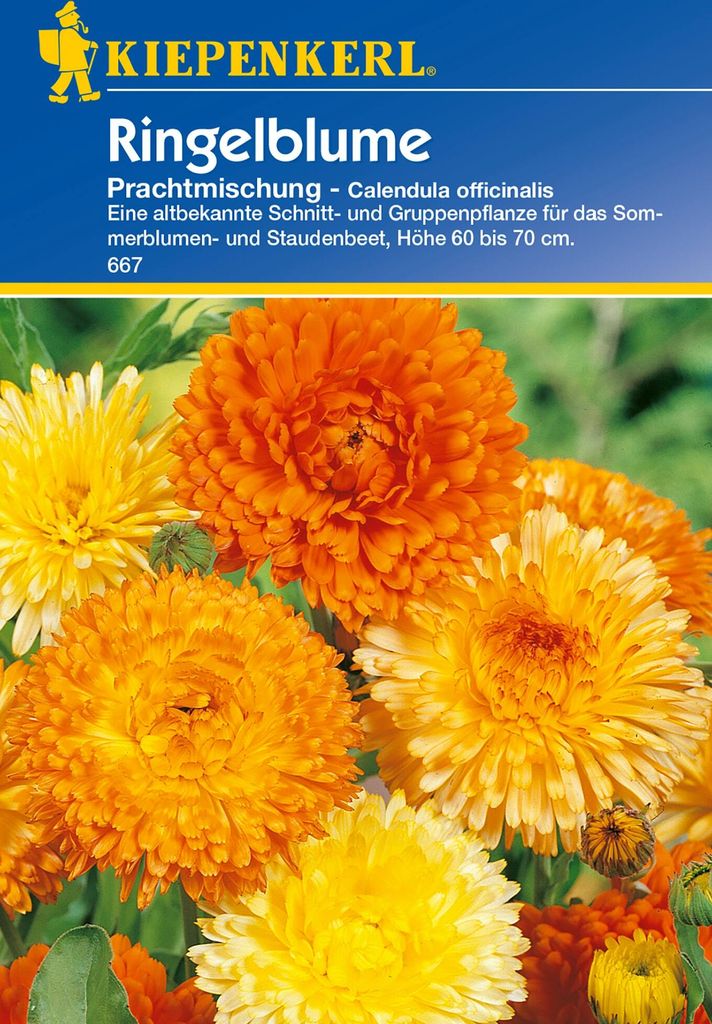 Kiepenkerl Ringelblume Prachtmischung Produktbild 