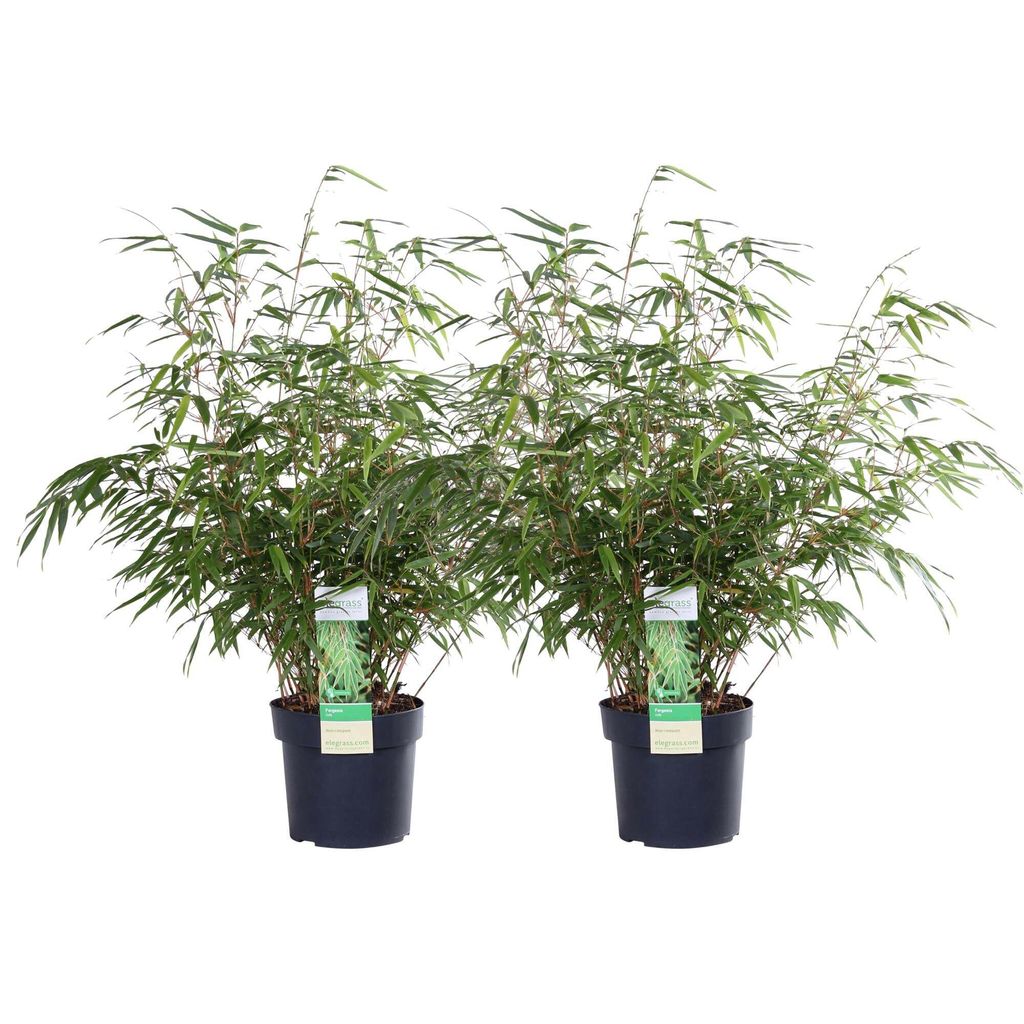 Roter Bambus 2x- 60cm - Ø19