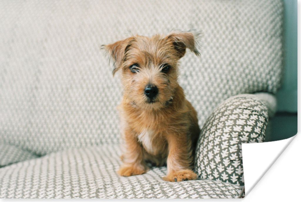 MuchoWow Poster Ein Welpe sitzt auf der Couch 180x120 cm - Fotoplakat