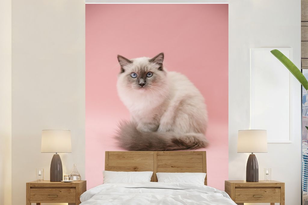 MuchoWow Fototapete für Wohnzimmer oder Schlafzimmer Wandtapete Vinyl Motivtapete Weiße Perserkatze mit blauen Augen - 200x300 cm - Wanddekorat...
