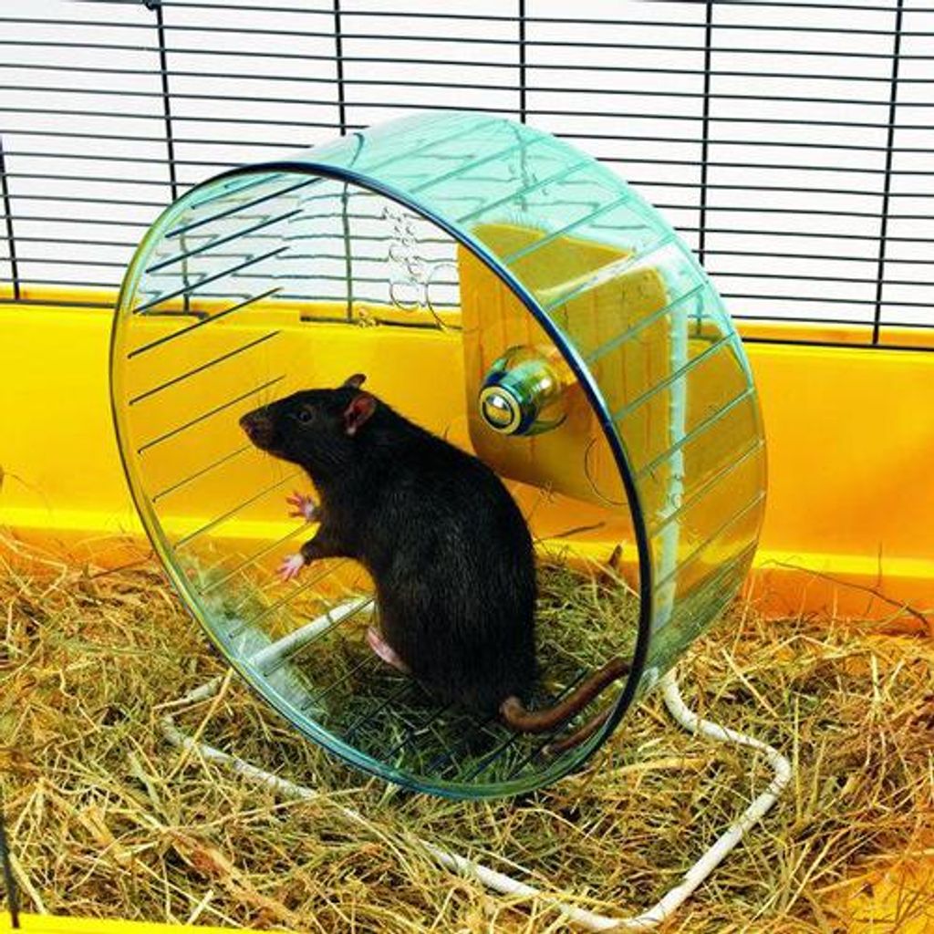 Savic Hamsterrolle "Rolly Giant" Ø 27,5 cm