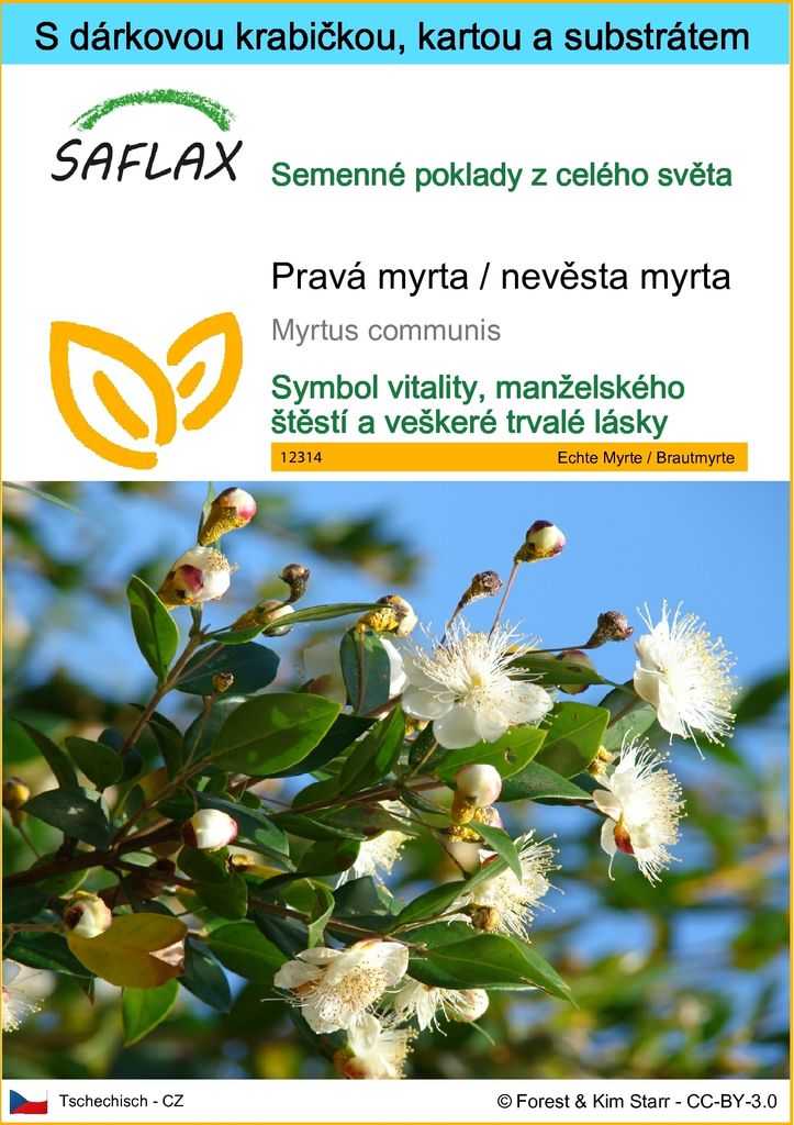 SAFLAX Dárková sada - Pravá myrta / nevěsta myrta - Myrtus Obrázek produktu 