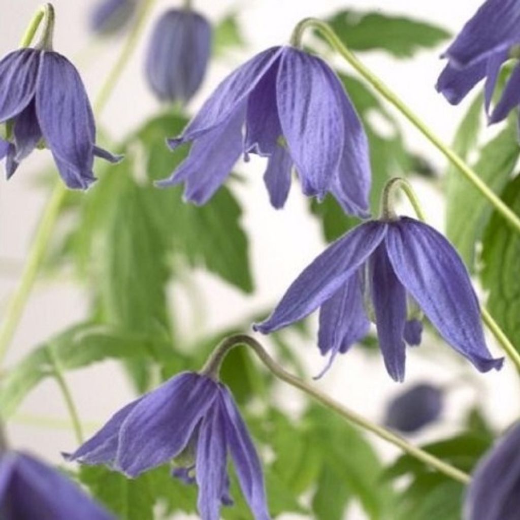 2 x Clematis Alpina (Waldrebe) Kletterpflanze - Blau & Winterhart - 2 x 1,5 Liter Topf