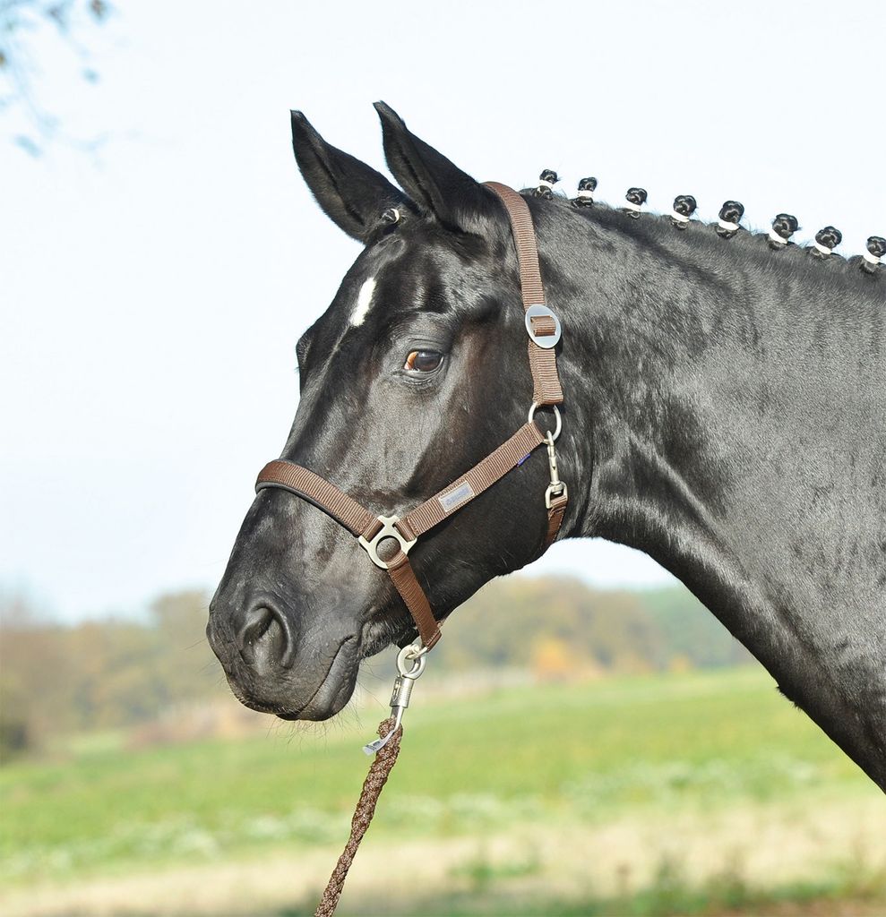 Halfter SUPREME, Farbe:dark brown, Groesse:KB