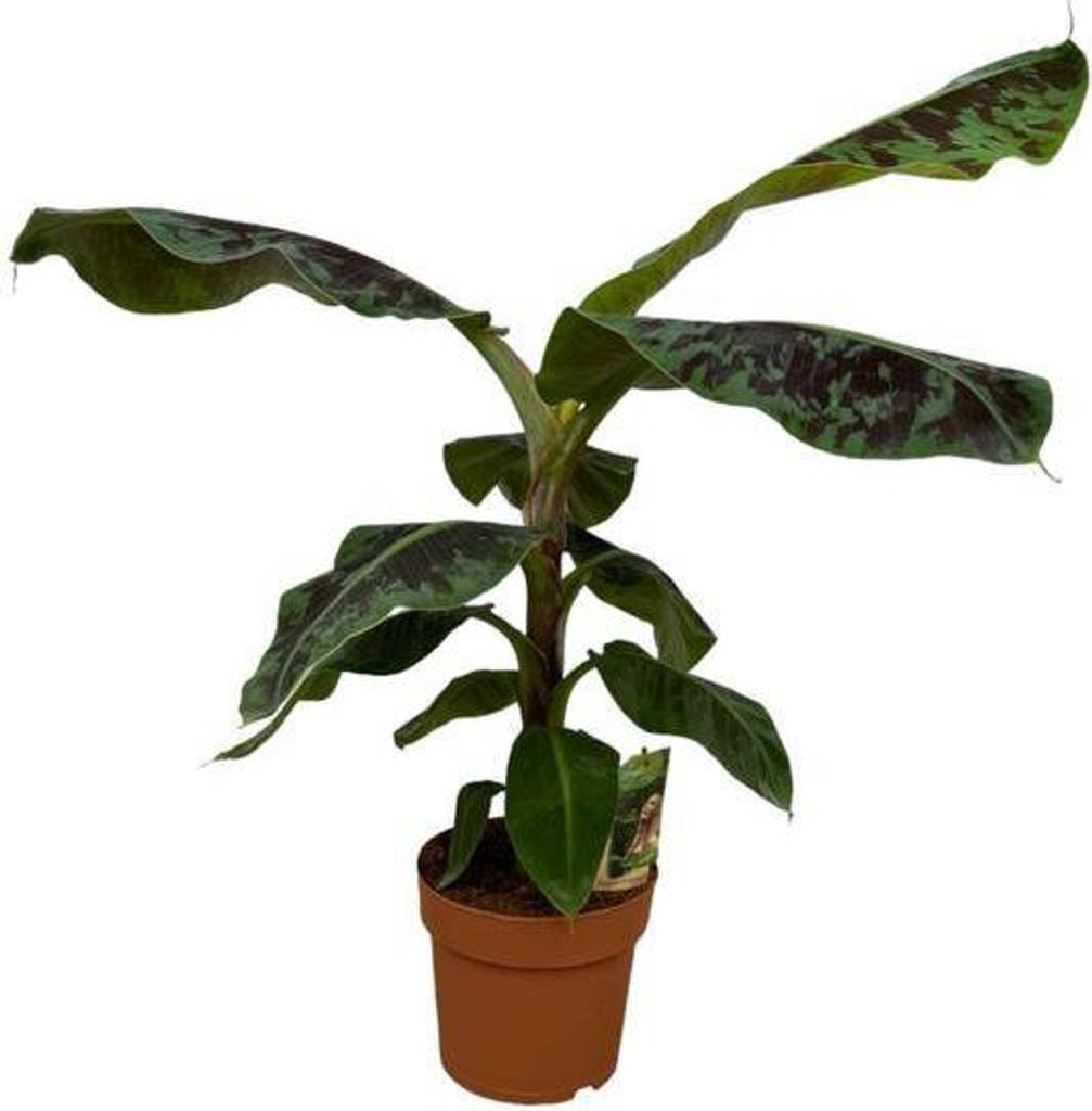 Bananenpflanze Musa – tropische Zimmerpflanze – Höhe ca. 80cm – Ø21cm – dekorative Pflanze mit großen grünen Blättern für Wohnzimmer,...