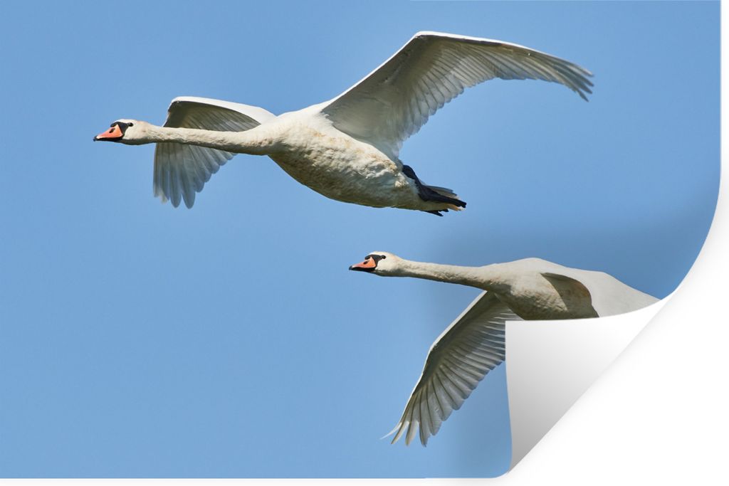 MuchoWow Wandtattoo Wandsticker Wandaufkleber Schwan - Vogel - Himmel - Blau 120x80 cm Selbstklebend und Repositionierbar - Selbstklebend - Fotot...