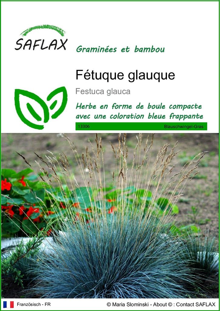 SAFLAX  - Fétuque glauque - 50 graines - Festuca Image du produit 