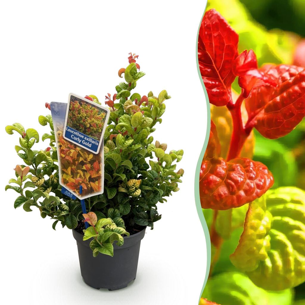 GreenboutiQ - Gartenpflanze - Leucothoe Curly Gold - Gelb - Produktbild 