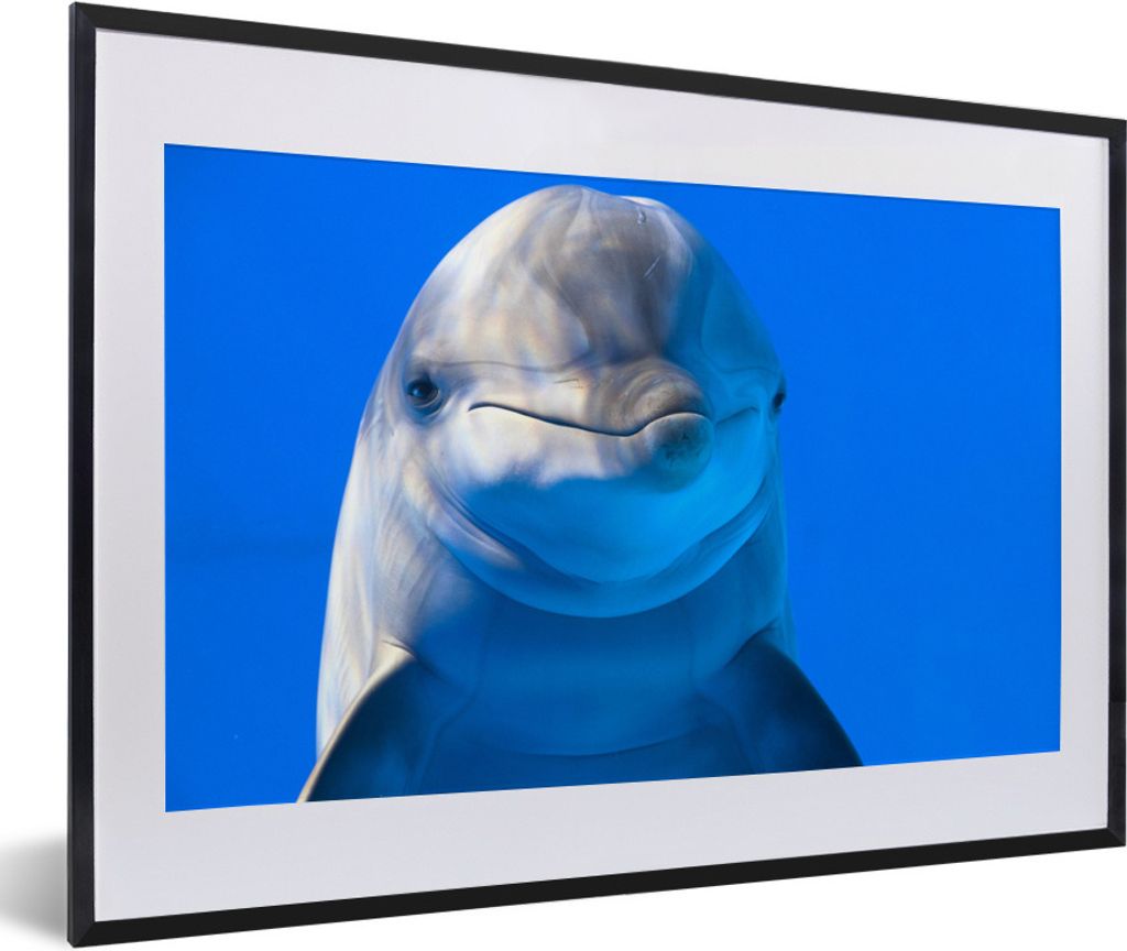 MuchoWow Gerahmtes Poster Delfin in einem Aquarium 60x40 cm - Poster mit Schwarzem Bilderrahmen Wandposter Rahmen Foto Bilder - Schlafzimmer - Pl...