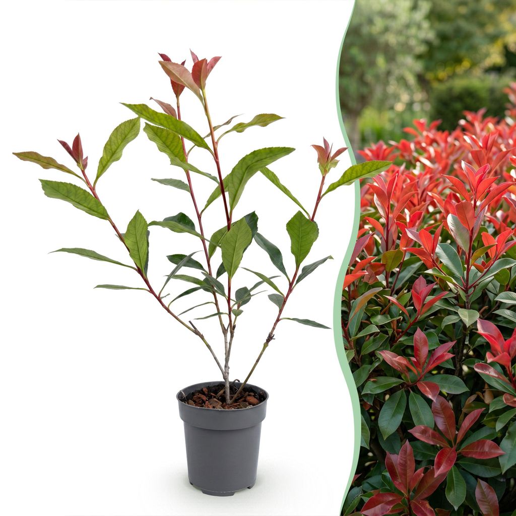 Green boutiQ - Haagplanten - Photnia fraseri Carre Rouge - Image du produit 